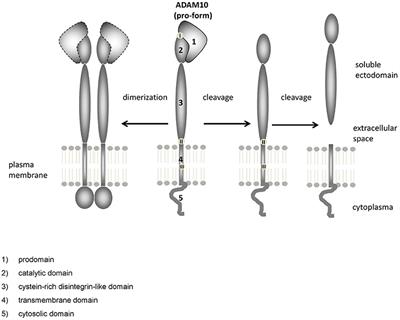 Regulation of Alpha-Secretase ADAM10 In vitro and In vivo: Genetic, Epigenetic, and Protein-Based Mechanisms